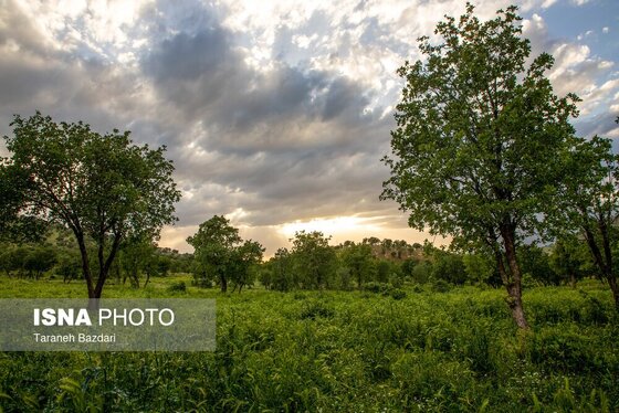 ایران زیباست | جنگل‌های بلوط لرستان