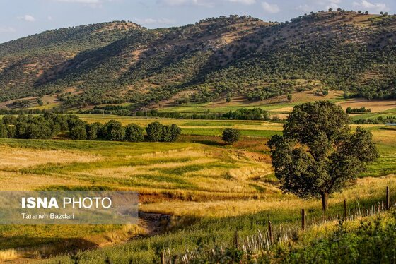 ایران زیباست | جنگل‌های بلوط لرستان