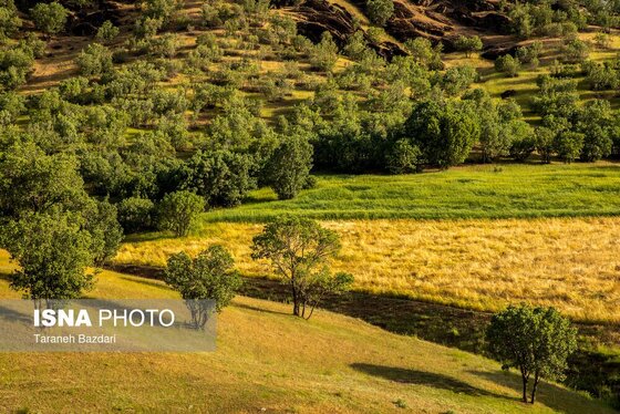 ایران زیباست | جنگل‌های بلوط لرستان