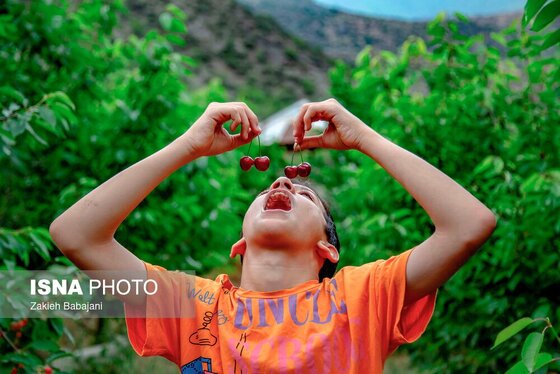 ایران زیباست | برداشت گیلاس در روستای بندبن