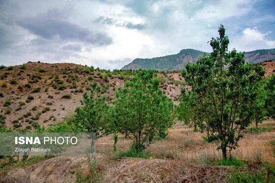 ایران زیباست | برداشت گیلاس در روستای بندبن