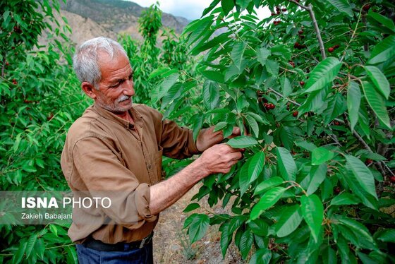 ایران زیباست | برداشت گیلاس در روستای بندبن