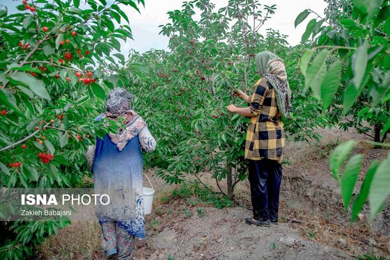 ایران زیباست | برداشت گیلاس در روستای بندبن