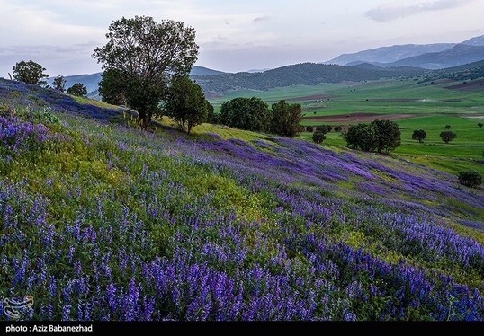 ایران زیباست | دشت گل‌های بنفش در شهرستان خرم آباد
