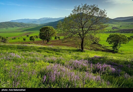 ایران زیباست | دشت گل‌های بنفش در شهرستان خرم آباد