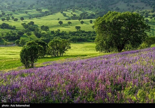 ایران زیباست | دشت گل‌های بنفش در شهرستان خرم آباد