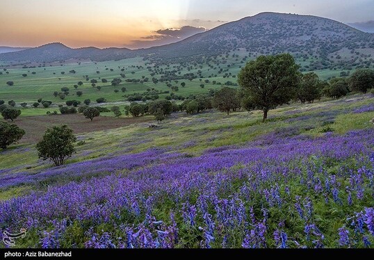 ایران زیباست | دشت گل‌های بنفش در شهرستان خرم آباد