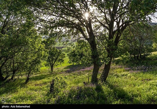 ایران زیباست | دشت گل‌های بنفش در شهرستان خرم آباد