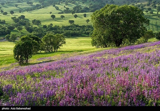 ایران زیباست | دشت گل‌های بنفش در شهرستان خرم آباد