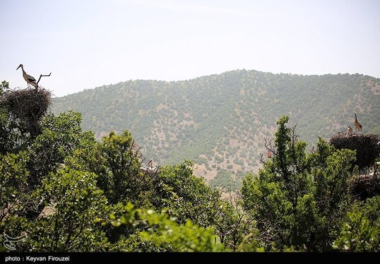 ایران زیباست | لک لک های دشت بیلو - کردستان
