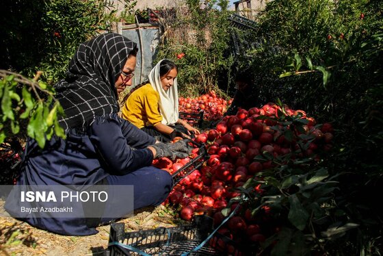 ایران زیباست | انارستان تنگ سیاب (کوهدشت)