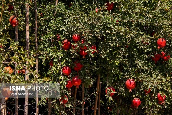 ایران زیباست | انارستان تنگ سیاب (کوهدشت)
