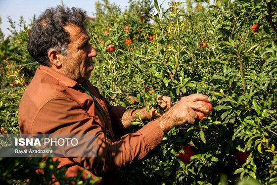 ایران زیباست | انارستان تنگ سیاب (کوهدشت)