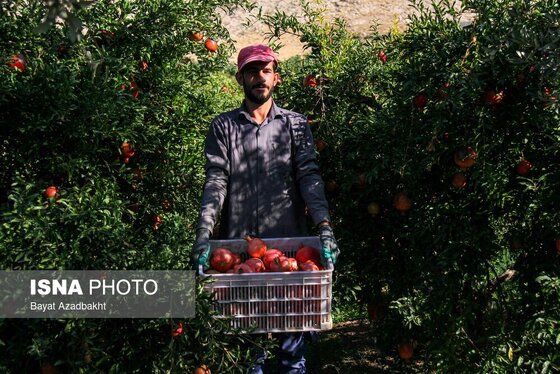 ایران زیباست | انارستان تنگ سیاب (کوهدشت)