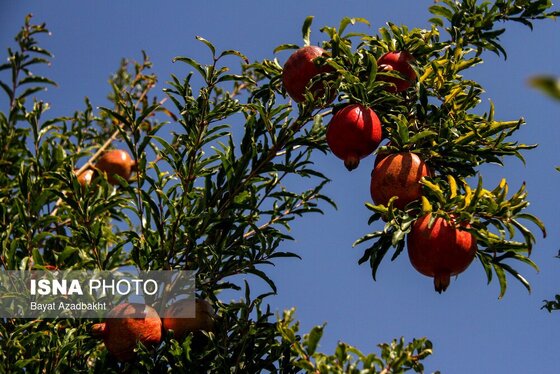 ایران زیباست | انارستان تنگ سیاب (کوهدشت)