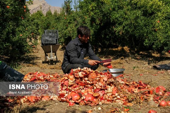 ایران زیباست | انارستان تنگ سیاب (کوهدشت)