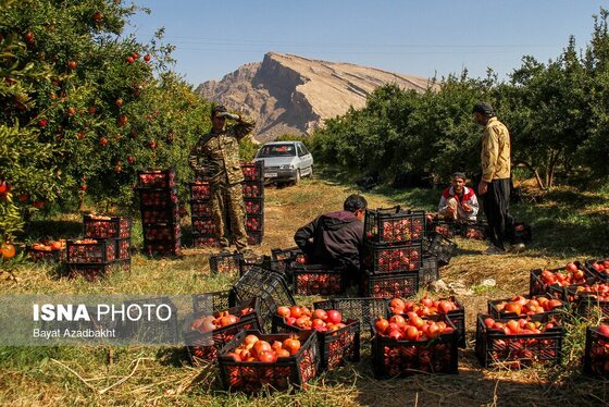 ایران زیباست | انارستان تنگ سیاب (کوهدشت)