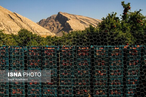 ایران زیباست | انارستان تنگ سیاب (کوهدشت)