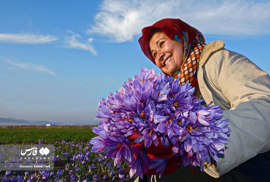 ایران زیباست | برداشت طلای سرخ در خراسان جنوبی