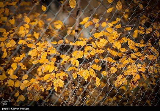 ایران زیباست | پاییز رنگارنگ کردستان