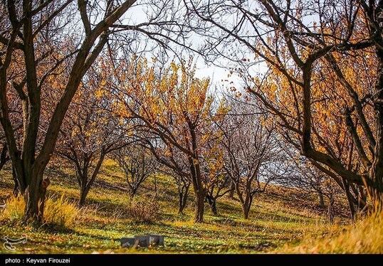 ایران زیباست | پاییز رنگارنگ کردستان