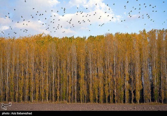 ایران زیباست | پرواز کبوترها در روزهای پاییزی