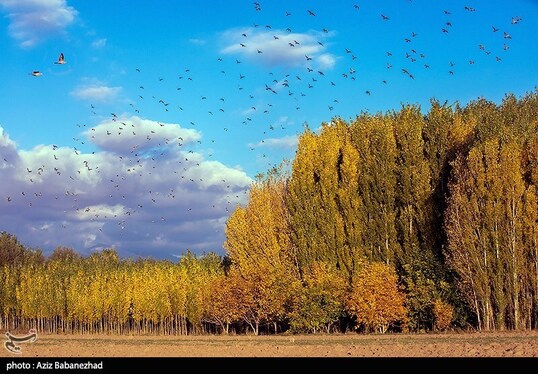 ایران زیباست | پرواز کبوترها در روزهای پاییزی