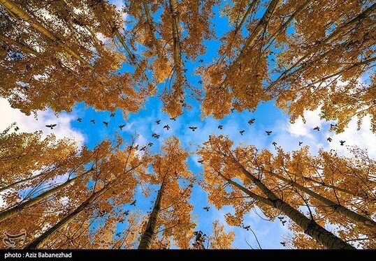 ایران زیباست | پرواز کبوترها در روزهای پاییزی