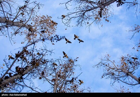 ایران زیباست | پرواز کبوترها در روزهای پاییزی