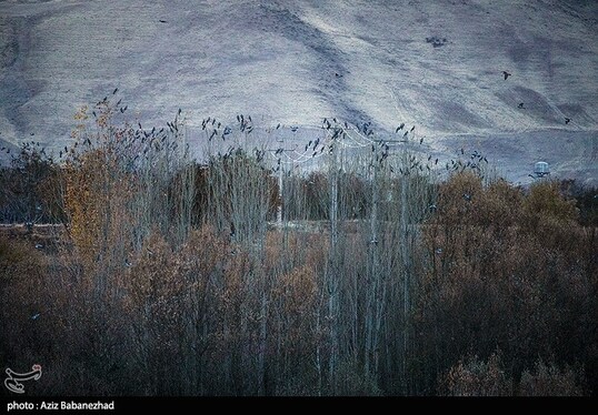 ایران زیباست | پرواز کبوترها در روزهای پاییزی