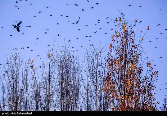 ایران زیباست | پرواز کبوترها در روزهای پاییزی