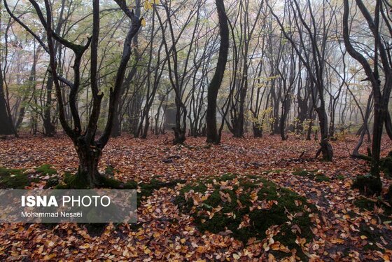 ایران زیباست | پاییز در جنگل «النگدره»