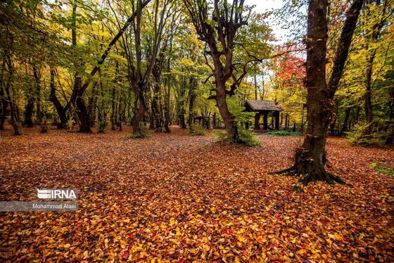 ایران زیباست | پاییز در جنگل‌های هیرکانی