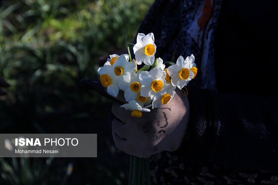 ایران زیباست | مزرعه گل نرگس - گلستان