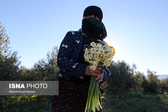 ایران زیباست | مزرعه گل نرگس - گلستان