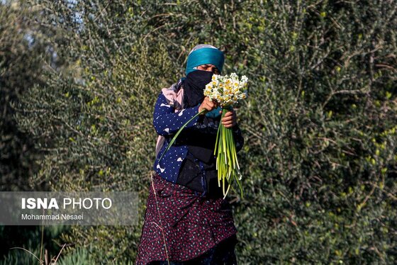 ایران زیباست | مزرعه گل نرگس - گلستان