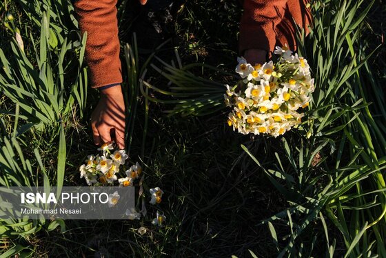 ایران زیباست | مزرعه گل نرگس - گلستان
