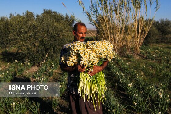 ایران زیباست | مزرعه گل نرگس - گلستان
