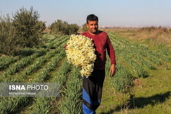ایران زیباست | مزرعه گل نرگس - گلستان