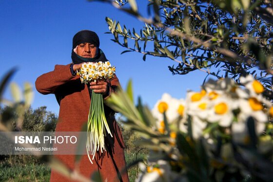 ایران زیباست | مزرعه گل نرگس - گلستان