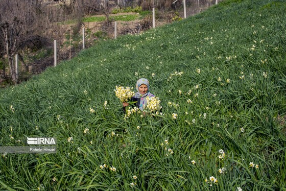 ایران زیباست | برداشت نرگس در گلستان