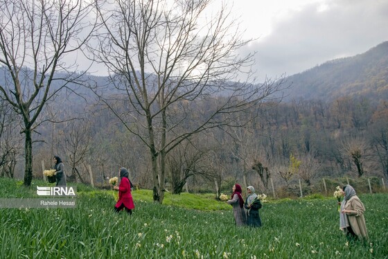 ایران زیباست | برداشت نرگس در گلستان