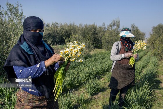 ایران زیباست | برداشت نرگس در گلستان