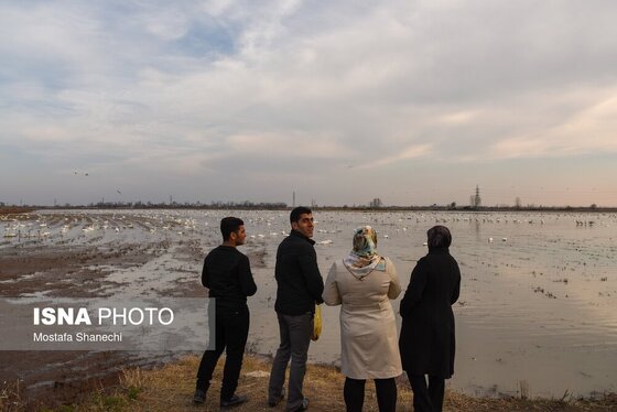 ایران زیباست | جای خالی قوهای مهاجر در تالاب سرخ‌رود