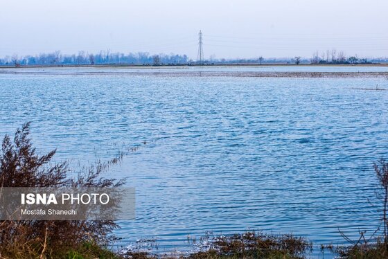 ایران زیباست | جای خالی قوهای مهاجر در تالاب سرخ‌رود