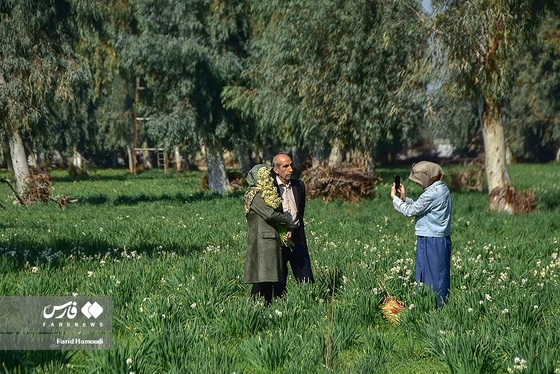 ایران زیباست | نرگسِ «بِهبهان»