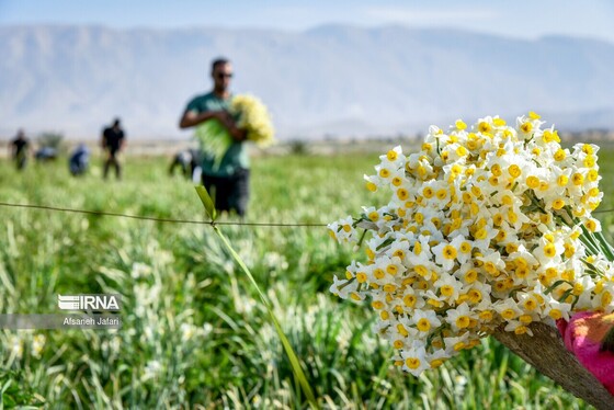 ایران زیباست | نرگس‌زارهای کازرون
