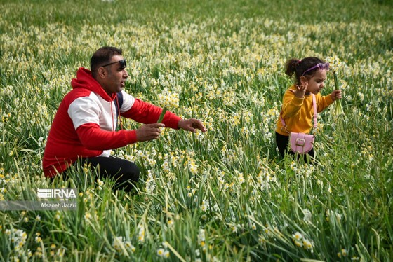 ایران زیباست | نرگس‌زارهای کازرون