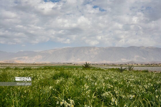 ایران زیباست | نرگس‌زارهای کازرون
