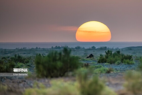 ایران زیباست | پناهگاه حیات وحش نایبندان